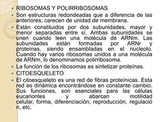    RIBOSOMAS Y POLIRRIBOSOMAS
   Son estructuras redondeadas que a diferencia de las
    anteriores, carecen de unidad de membrana.
   Están constituidos por dos subunidades, mayor y
    menor separadas entre sí. Ambas subunidades se
    unen cuando leen una molécula de ARNm. Las
    subunidades      están    formadas    por    ARNr     y
    proteínas, siendo ensambladas en el nucleolo.
    Cuando hay varios ribosomas unidos a una molécula
    de ARNm, lo denominamos polirribosoma.
   La función de los ribosomas es sintetizar proteínas.
   CITOESQUELETO
   El citoesqueleto es una red de fibras proteínicas. Esta
    red es dinámica encontrándose en constante cambio.
    Sus funciones, son esenciales para las células
    eucariontes          y        abarcan         motilidad
    celular, forma, diferenciación, reproducción, regulació
    n, etc.
 