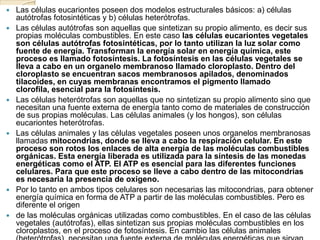    Las células eucariontes poseen dos modelos estructurales básicos: a) células
    autótrofas fotosintéticas y b) células heterótrofas.
   Las células autótrofas son aquellas que sintetizan su propio alimento, es decir sus
    propias moléculas combustibles. En este caso las células eucariontes vegetales
    son células autótrofas fotosintéticas, por lo tanto utilizan la luz solar como
    fuente de energía. Transforman la energía solar en energía química, este
    proceso es llamado fotosíntesis. La fotosíntesis en las células vegetales se
    lleva a cabo en un organelo membranoso llamado cloroplasto. Dentro del
    cloroplasto se encuentran sacos membranosos apilados, denominados
    tilacoides, en cuyas membranas encontramos el pigmento llamado
    clorofila, esencial para la fotosíntesis.
   Las células heterótrofas son aquellas que no sintetizan su propio alimento sino que
    necesitan una fuente externa de energía tanto como de materiales de construcción
    de sus propias moléculas. Las células animales (y los hongos), son células
    eucariontes heterótrofas.
   Las células animales y las células vegetales poseen unos organelos membranosas
    llamadas mitocondrias, donde se lleva a cabo la respiración celular. En este
    proceso son rotos los enlaces de alta energía de las moléculas combustibles
    orgánicas. Esta energía liberada es utilizada para la síntesis de las monedas
    energéticas como el ATP. El ATP es esencial para las diferentes funciones
    celulares. Para que este proceso se lleve a cabo dentro de las mitocondrias
    es necesaria la presencia de oxigeno.
   Por lo tanto en ambos tipos celulares son necesarias las mitocondrias, para obtener
    energía química en forma de ATP a partir de las moléculas combustibles. Pero es
    diferente el origen
   de las moléculas orgánicas utilizadas como combustibles. En el caso de las células
    vegetales (autótrofas), ellas sintetizan sus propias moléculas combustibles en los
    cloroplastos, en el proceso de fotosíntesis. En cambio las células animales
 
