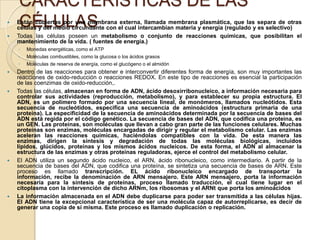 CARACTERÍSTICAS DE LAS

    CÉLULAS
    Están cubiertas por una membrana externa, llamada membrana plasmática, que las separa de otras
    células y del medio circundante con el cual intercambian materia y energía (regulado y es selectivo)
   Todas las células poseen un metabolismo o conjunto de reacciones químicas, que posibilitan el
    mantenimiento de la vida. ( fuentes de energía.)
    ◦   Monedas energéticas, como el ATP
    ◦   Moléculas combustibles, como la glucosa o los ácidos grasos
    ◦   Moléculas de reserva de energía, como el glucógeno o el almidón
   Dentro de las reacciones para obtener e interconvertir diferentes forma de energía, son muy importantes las
    reacciones de oxido-reducción o reacciones REDOX. En este tipo de reacciones es esencial la participación
    de las coenzimas de oxido-reducción,.
   Todas las células, almacenan en forma de ADN, ácido desoxirribonucleico, a información necesaria para
    controlar sus actividades (reproducción, metabolismo), y para establecer su propia estructura. El
    ADN, es un polímero formado por una secuencia lineal, de monómeros, llamados nucleótidos. Esta
    secuencia de nucleótidos, especifica una secuencia de aminoácidos (estructura primaria de una
    proteína). La especificidad de la secuencia de aminoácidos determinada por la secuencia de bases del
    ADN está regida por el código genético. La secuencia de bases del ADN, que codifica una proteína, es
    un GEN. Las proteínas, son moléculas que llevan a cabo gran parte de las funciones celulares. Muchas
    proteínas son enzimas, moléculas encargadas de dirigir y regular el metabolismo celular. Las enzimas
    aceleran las reacciones químicas, haciéndolas compatibles con la vida. De esta manera las
    enzimas, dirigen la síntesis y degradación de todas las moléculas biológicas, incluidos
    lípidos, glúcidos, proteínas y los mismos ácidos nucleicos. De esta forma, el ADN al almacenar la
    estructura de las enzimas y otras proteínas reguladoras, ejerce el control del metabolismo celular.
   El ADN utiliza un segundo ácido nucleico, el ARN, ácido ribonucleico, como intermediario. A partir de la
    secuencia de bases del ADN, que codifica una proteína, se sintetiza una secuencia de bases de ARN. Este
    proceso es llamado transcripción. EL ácido ribonucleico encargado de transportar la
    información, recibe la denominación de ARN mensajero. Este ARN mensajero, porta la información
    necesaria para la síntesis de proteínas, proceso llamado traducción, el cual tiene lugar en el
    citoplasma con la intervención de dicho ARNm, los ribosomas y el ARNt que porta los aminoácidos
   La información almacenada en el ADN debe duplicarse para poder ser transmitida a las células hijas.
    El ADN tiene la excepcional característica de ser una molécula capaz de autorreplicarse, es decir de
    generar una copia de sí misma. Este proceso es llamado duplicación o replicación.
 