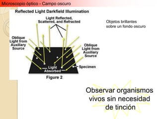 Microscopio óptico - Campo oscuro



                                          Objetos brillantes
                                          sobre un fondo oscuro




                                    Observar organismos
                                     vivos sin necesidad
                                          de tinción
 