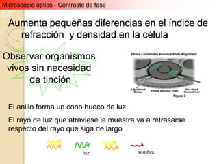 Microscopio óptico - Contraste de fase


  Aumenta pequeñas diferencias en el índice de
    refracción y densidad en la célula

Observar organismos
 vivos sin necesidad
      de tinción

  El anillo forma un cono hueco de luz.
  El rayo de luz que atraviese la muestra va a retrasarse
  respecto del rayo que siga de largo


                             luz          sombra
 