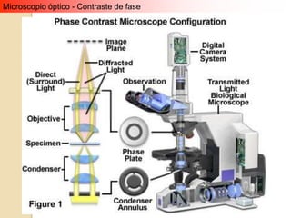 Microscopio óptico - Contraste de fase
 