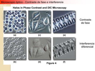 Microscopio óptico - Contraste de fase e interferencia




                                                         Contraste
                                                          de fase




                                                         Interferencia
                                                           diferencial
 