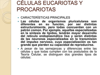 CÉLULAS EUCARIOTAS Y
PROCARIOTAS
 CARACTERÍSTICAS PRINCIPALES
 Las células de organismos pluricelulares son
  diferentes en su función, por ser distintas
  estructuralmente, pero todas concuerdan con un
  patrón común. Por ejemplo, aquellas especializadas
  en la síntesis de lípidos, tendrán mayor desarrollo
  del retículo endoplasmático liso y serán distintas
  de las neuronas especializadas en la transmisión
  del impulso nervioso, cuya especialización es tan
  grande que pierden su capacidad de reproducirse.
 A pesar de las semejanzas y diferencias entre las
  células y que todas cumplen con los postulados de la
  Teoría Celular, se distinguen dos grandes tipos de
  células:
 