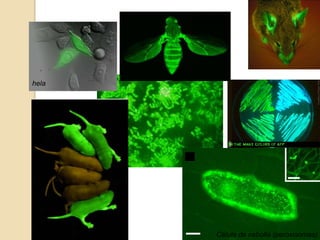 Drpspphila




hela




              Célula de cebolla (peroxisomas)
 