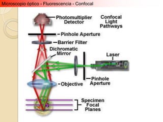 Microscopio óptico - Fluorescencia - Confocal
 