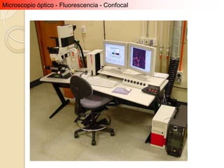 Microscopio óptico - Fluorescencia - Confocal
 