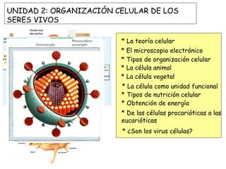 UNIDAD 2: ORGANIZACIÓN CELULAR DE LOS
SERES VIVOS
* La teoría celular
* El microscopio electrónico
* Tipos de organización celular
* La célula animal
* La célula vegetal
* La célula como unidad funcional
* Tipos de nutrición celular
* Obtención de energía
* De las células procarióticas a las
eucarióticas
* ¿Son los virus células?
 