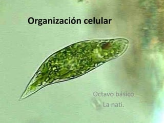 Organización celular
Octavo básico
La nati.
 