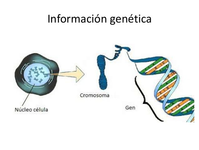 Organización celular y especializacion