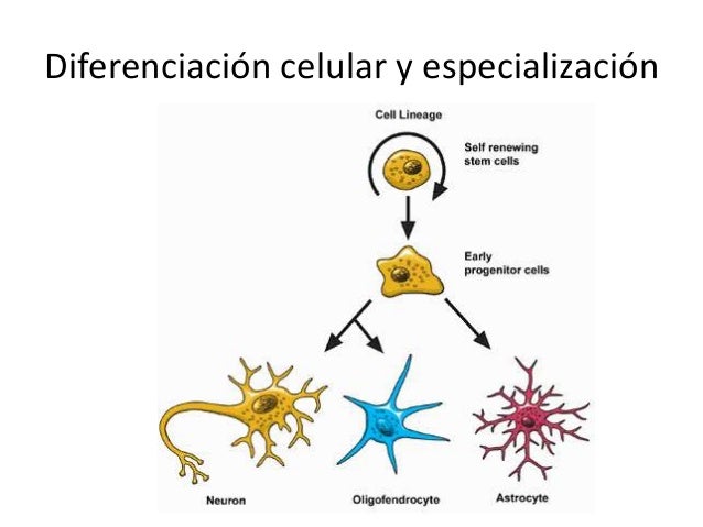 Organización celular y especializacion