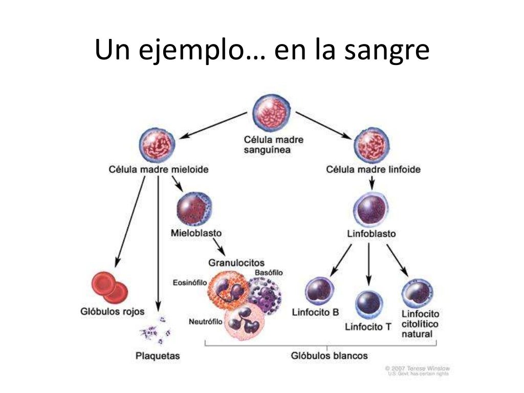 Organización celular y especializacion