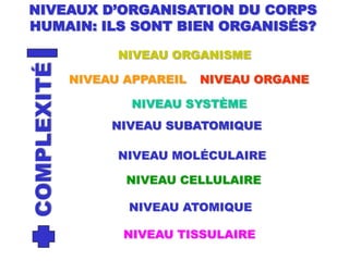 NIVEAUX D’ORGANISATION DU CORPS HUMAIN: ILS SONT BIEN ORGANISÉS?NIVEAU ORGANISME COMPLEXITÉNIVEAU APPAREIL NIVEAU ORGANE NIVEAU SYSTÈME NIVEAU SUBATOMIQUENIVEAU MOLÉCULAIRE NIVEAU CELLULAIRE NIVEAU ATOMIQUE NIVEAU TISSULAIRE