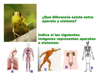 ¿Qué diferencia existe entre aparato y sistema?Indica si las siguientes imágenes representan aparatos o sistemas:DECAB