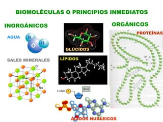 BIOMOLÉCULAS O PRINCIPIOS INMEDIATOSORGÁNICOSINORGÁNICOSPROTEÍNASAGUAGLÚCIDOSLÍPIDOSSALES MINERALESÁCIDOS NUCLEICOS