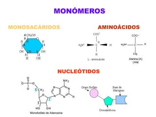 MONÓMEROSMONOSACÁRIDOSAMINOÁCIDOSNUCLEÓTIDOS