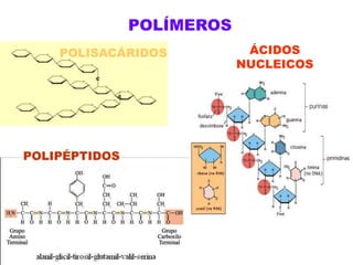 POLÍMEROSÁCIDOS NUCLEICOSPOLISACÁRIDOSPOLIPÉPTIDOS