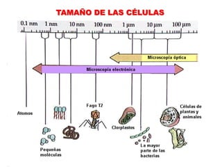 TAMAÑO DE LAS CÉLULAS