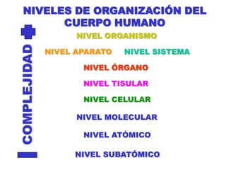 NIVELES DE ORGANIZACIÓN DEL CUERPO HUMANONIVEL ORGANISMO COMPLEJIDADNIVEL APARATO NIVEL SISTEMA NIVEL ÓRGANO NIVEL TISULARNIVEL CELULAR NIVEL MOLECULAR NIVEL ATÓMICO NIVEL SUBATÓMICO