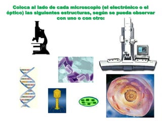 Coloca al lado de cada microscopio (el electrónico o el óptico) las siguientes estructuras, según se pueda observar con uno o con otro: