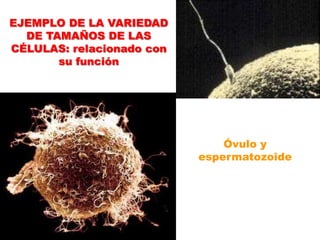 EJEMPLO DE LA VARIEDAD DE TAMAÑOS DE LAS CÉLULAS: relacionado con su funciónÓvulo y espermatozoide