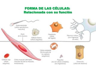 FORMA DE LAS CÉLULAS: Relacionada con su función