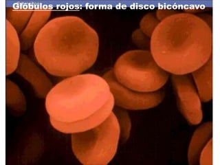 Glóbulos rojos: forma de disco bicóncavo