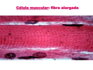 Célula muscular: fibra alargada