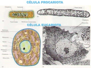 CÉLULA PROCARIOTACÉLULA EUCARIOTA