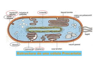 Estructura de una célula Procariota