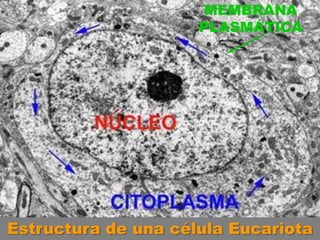 MEMBRANA PLASMÁTICAEstructura de una célula Eucariota