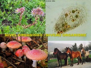 NIVEL ORGANISMO / NIVEAU ORGANISME