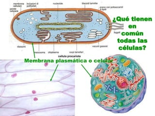 ¿Qué tienen en común todas las células?Membrana plasmática o celular