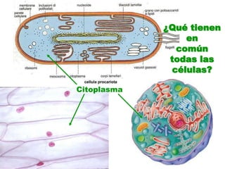 ¿Qué tienen en común todas las células?Citoplasma