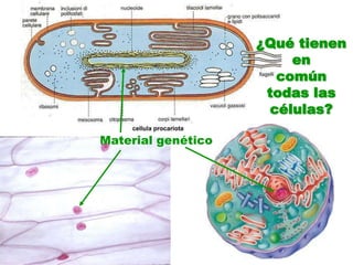 ¿Qué tienen en común todas las células?Material genético