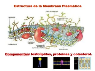 Estructura de la Membrana PlasmáticaComponentes: fosfolípidos, proteínas y colesterol.