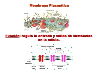  Membrana PlasmáticaFunción: regula la entrada y salida de sustancias en la célula.