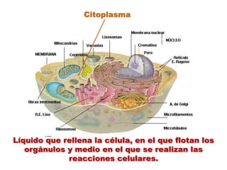 CitoplasmaLíquido que rellena la célula, en el que flotan los orgánulos y medio en el que se realizan las reacciones celulares.