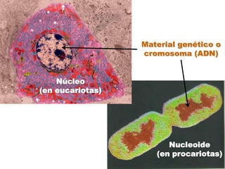 Material genético o cromosoma (ADN)Núcleo(en eucariotas)Nucleoide(en procariotas)
