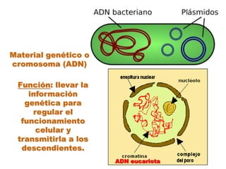 Material genético o cromosoma (ADN)Función: llevar la información genética para regular el funcionamiento celular y transmitirla a los descendientes.ADN eucariota
