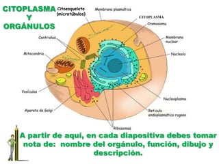 CITOPLASMA Y ORGÁNULOSCitoesqueleto (microtúbulos)CITOPLASMAA partir de aquí, en cada diapositiva debes tomar nota de:  nombre del orgánulo, función, dibujo y descripción.