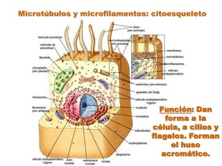 Microtúbulos y microfilamentos: citoesqueletoFunción: Dan forma a la célula, a cilios y flagelos. Forman el huso acromático.
