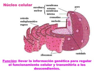 Núcleo celularFunción: llevar la información genética para regular el funcionamiento celular y transmitirla a los descendientes.