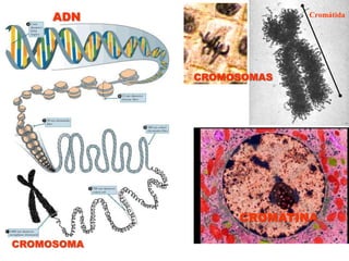 CromátidaADNCROMOSOMASCROMATINACROMOSOMA