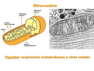 MitocondriaFunción: respiración (catabolismo) a nivel celular