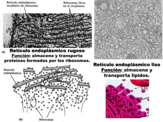 Retículo endoplásmico rugosoFunción: almacena y transporta proteínas formadas por los ribosomas.Retículo endoplásmico lisoFunción:almacena y transporta lípidos.