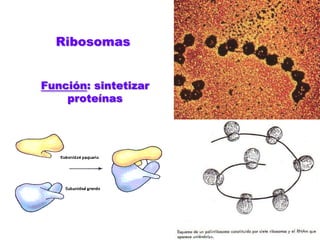 RibosomasFunción: sintetizar proteínas