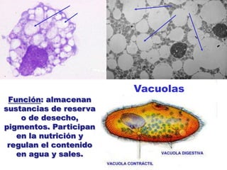 VacuolasFunción: almacenan sustancias de reserva o de desecho, pigmentos. Participan en la nutrición y regulan el contenido en agua y sales.