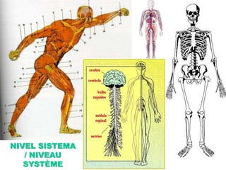 NIVEL SISTEMA / NIVEAU SYSTÈME