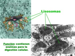 LisosomasFunción: contienen enzimas para la digestión celular.